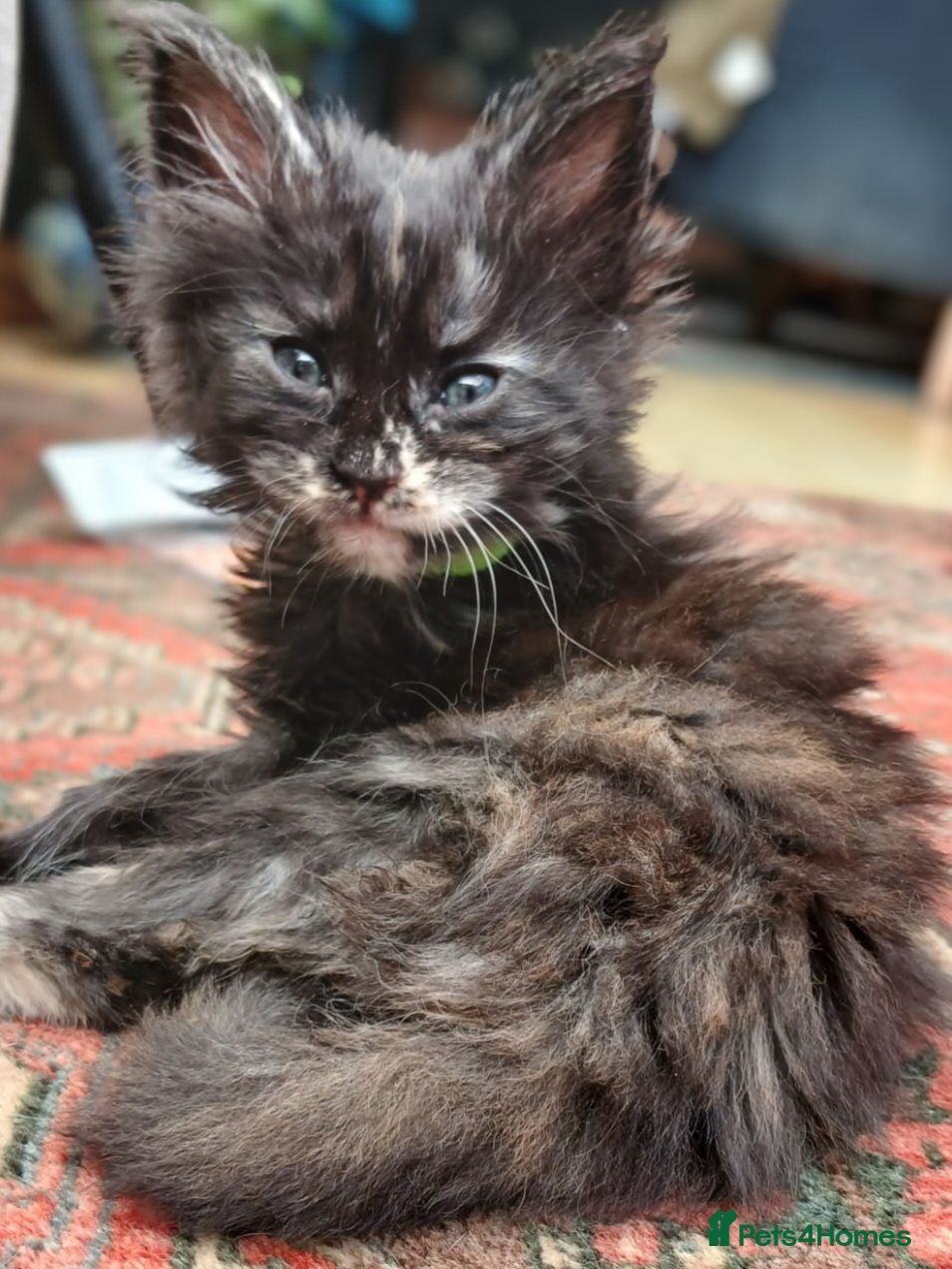 Maine Coon cats Main Coon Kittens - Advert 2