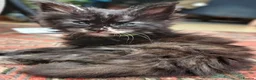 Maine Coon cats for sale: Main Coon Kittens in Leeds - Advert 2