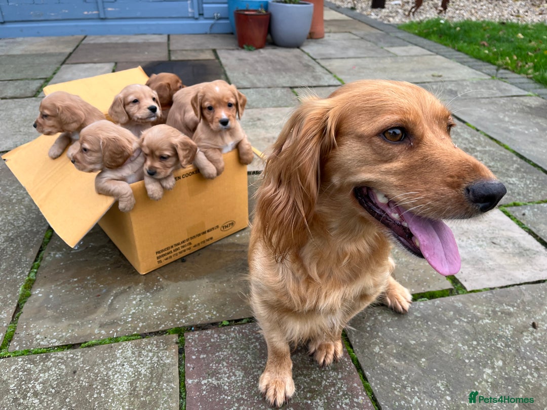 Cocker Spaniel dogs for sale: Working Cocker Spaniel Pups  - Advert 4