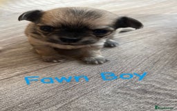 Chihuahua dogs for sale: KC Champion Lines Miniature Chihuahua Puppies - Image 11