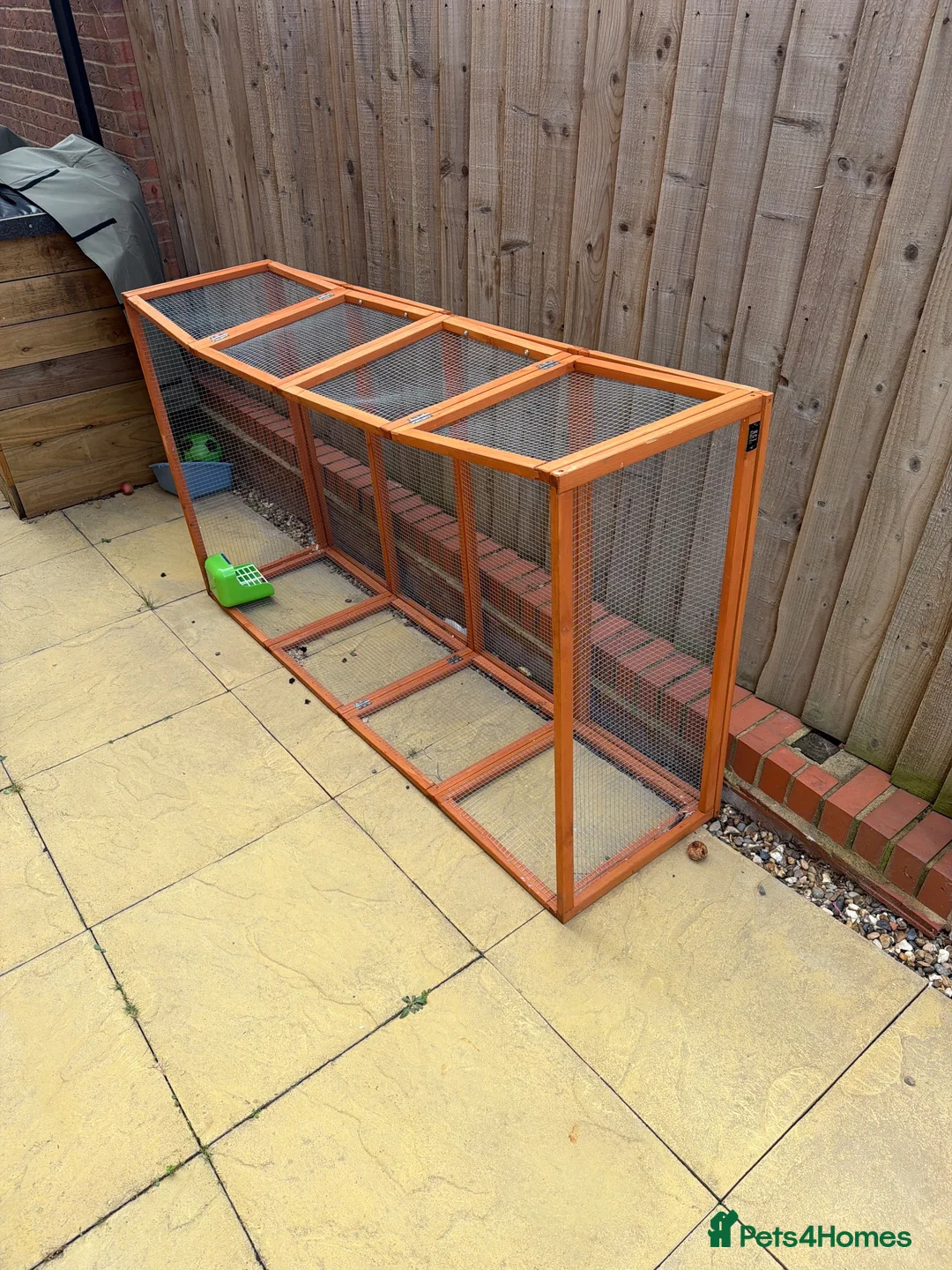Beveren rabbits for sale: Male, blue Beveran  in Ipswich - Advert 2