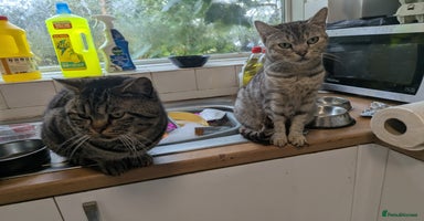 British Shorthair cats - Advert 1