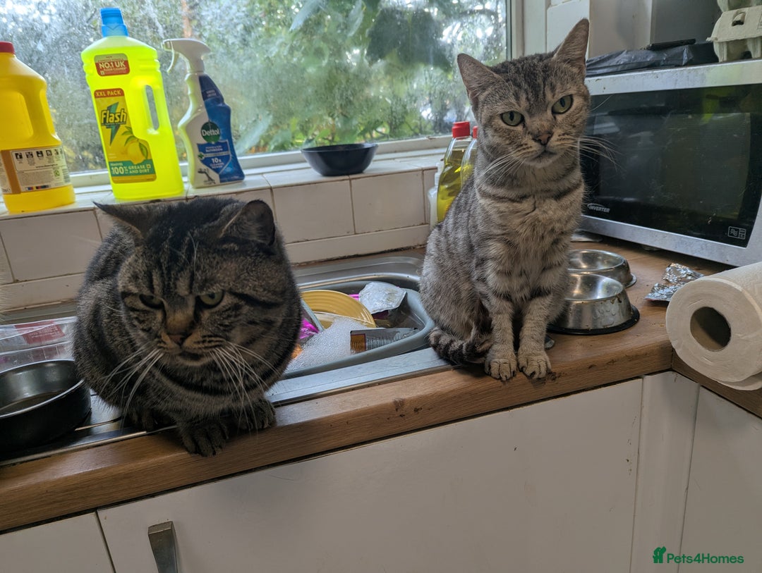 British Shorthair cats for sale: British Shorthaired Kittens. - Image 3