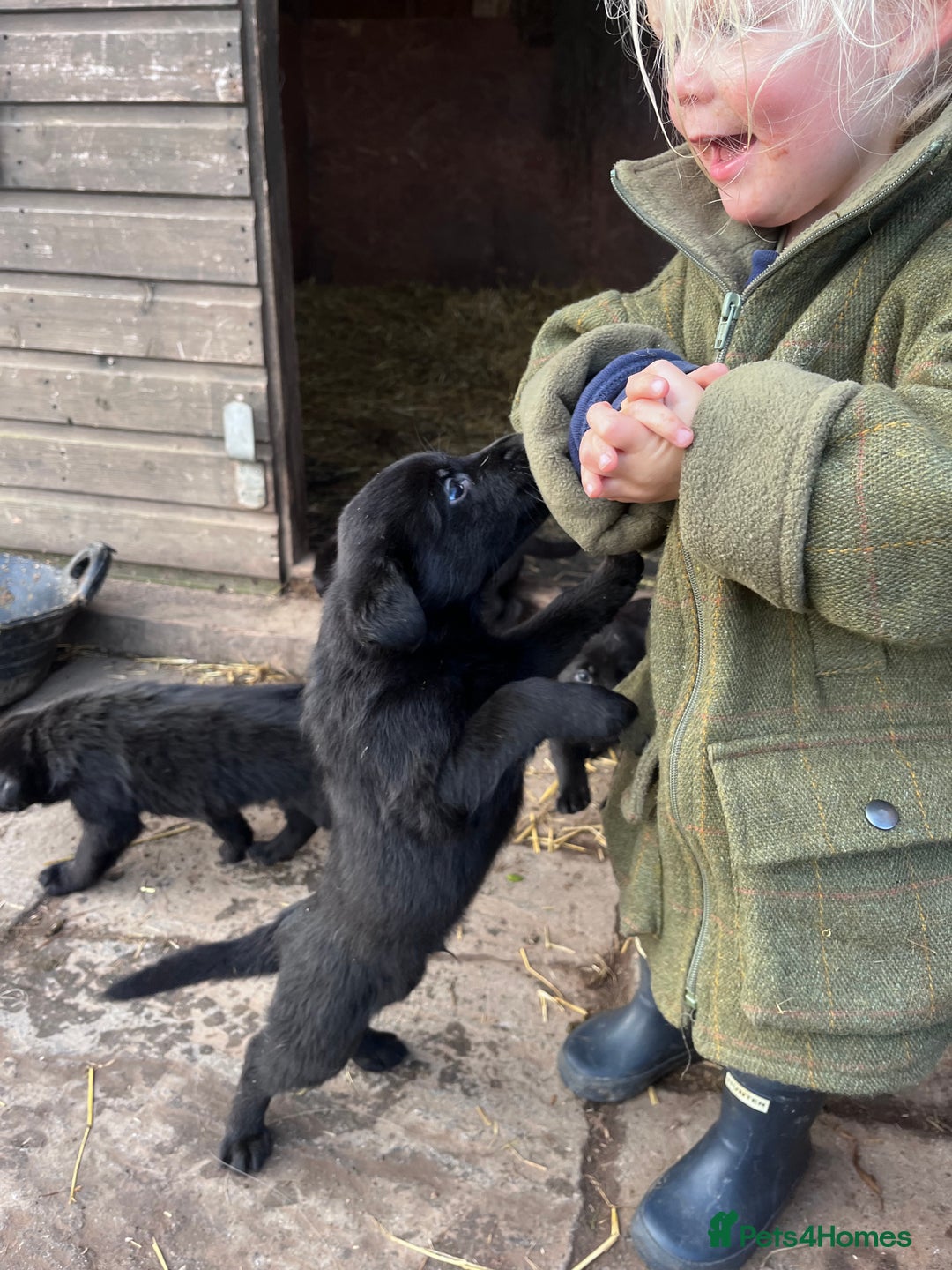 Labrador Retriever dogs for sale: Last incredible little girl  - Advert 12