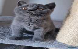 British Shorthair cats for sale: Tica Registered Blue British Shorthair kittens - Image 5