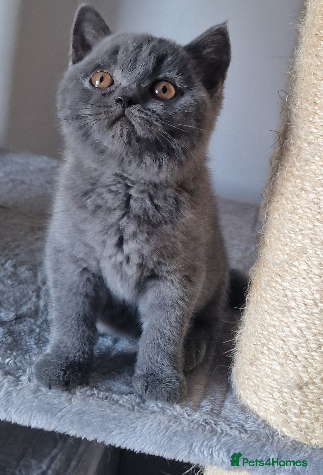 British Shorthair cats for sale: Tica Registered Blue British Shorthair kittens - Image 5