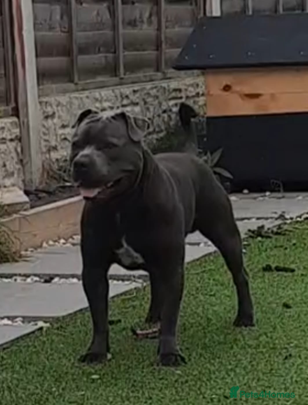 Staffordshire Bull Terrier dogs KC Registered Blue Staff stud - Advert 1