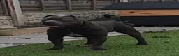 Staffordshire Bull Terrier dogs for stud: KC Registered Blue Staff stud - Advert 1