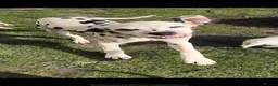 Dalmatian dogs for stud: Health tested crufts winner available at stud  in Aberdare - Advert 4