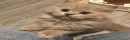 British Longhair cats for sale: Two boy british long haired kittens - Advert 6