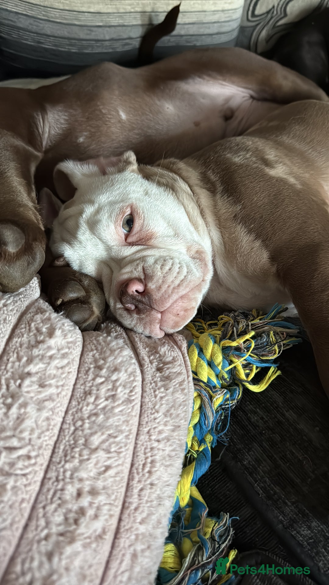 Old Tyme Bulldog dogs for sale: Old Tyme English Bulldog  - Advert 2