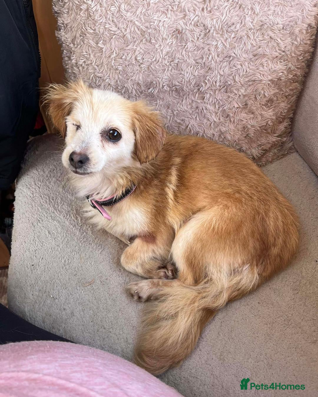 Mixed Breed dogs Marvellous Molly - Advert 1