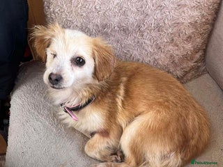 Mixed Breed dogs Marvellous Molly - Advert 1