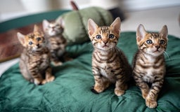 Bengal cats for sale: TICA-Certified Bengal Kittens, Show Quality - Image 5