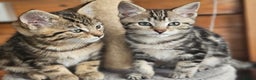 Bengal cats for sale: Adorable Half Bengal Kittens - Advert 6