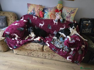 Sprollie dogs Bessie and dino - Advert 1