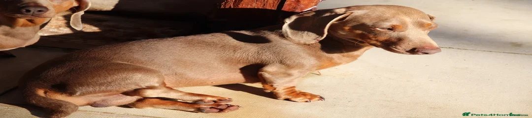 Miniature Dachshund Dog 1