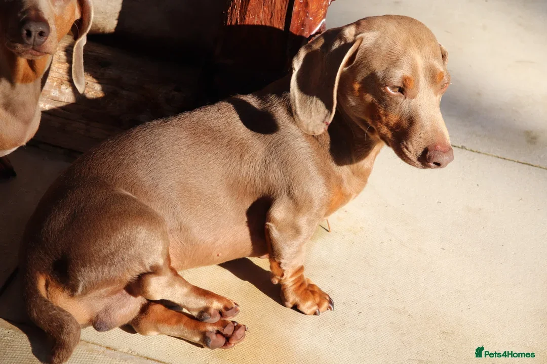 Miniature Dachshund dogs for sale: Kc Reg, Top Temperament, Boy and Girl - Image 2