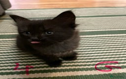 Ragdoll cats for sale: Half Ragdoll KITTENS - Image 18