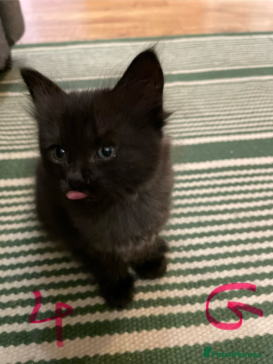 Ragdoll cats for sale: Half Ragdoll KITTENS - Image 18