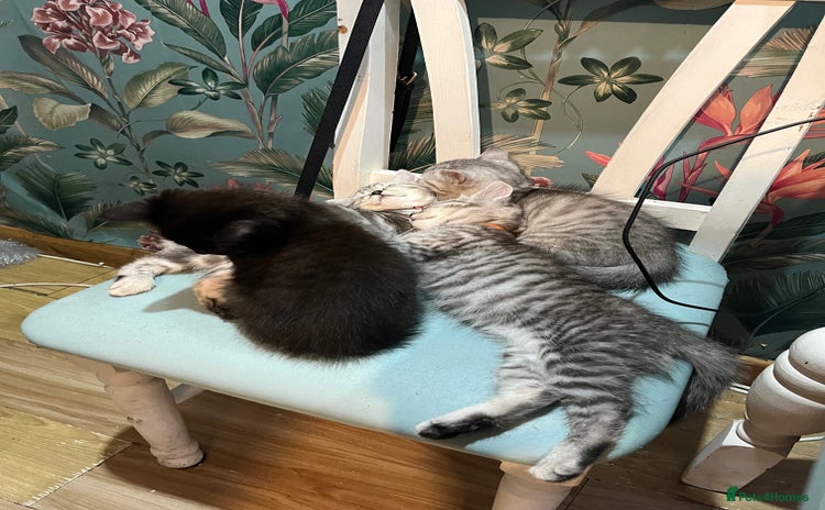 Persian cats - Advert 1