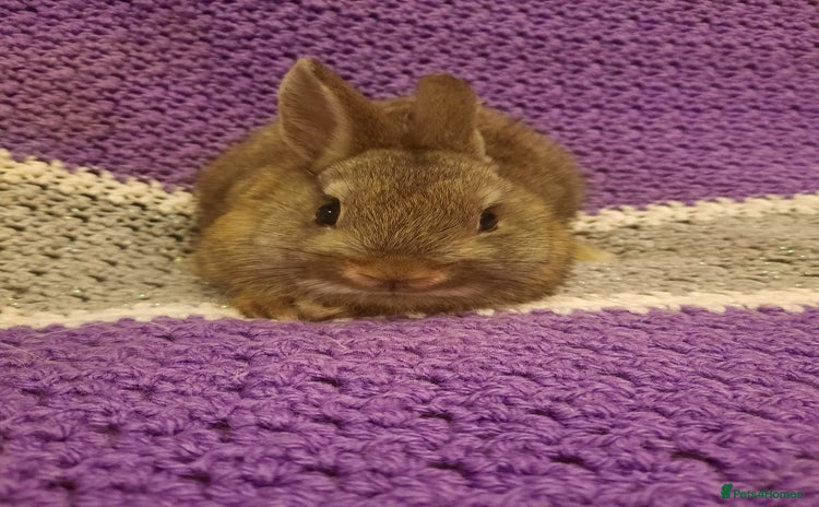 Netherland Dwarf rabbits - Advert 10