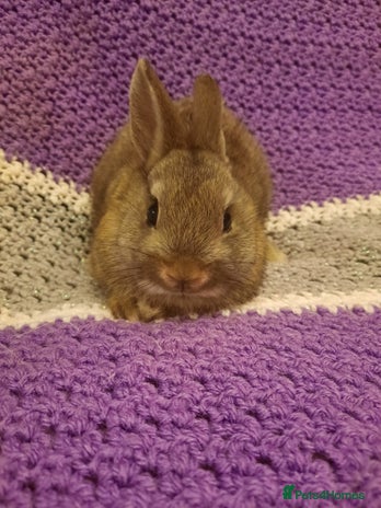 Netherland Dwarf rabbits - Advert 10