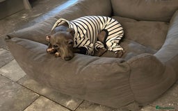 Italian Greyhound dogs for sale: 1 KC reg boy available  - Image 8