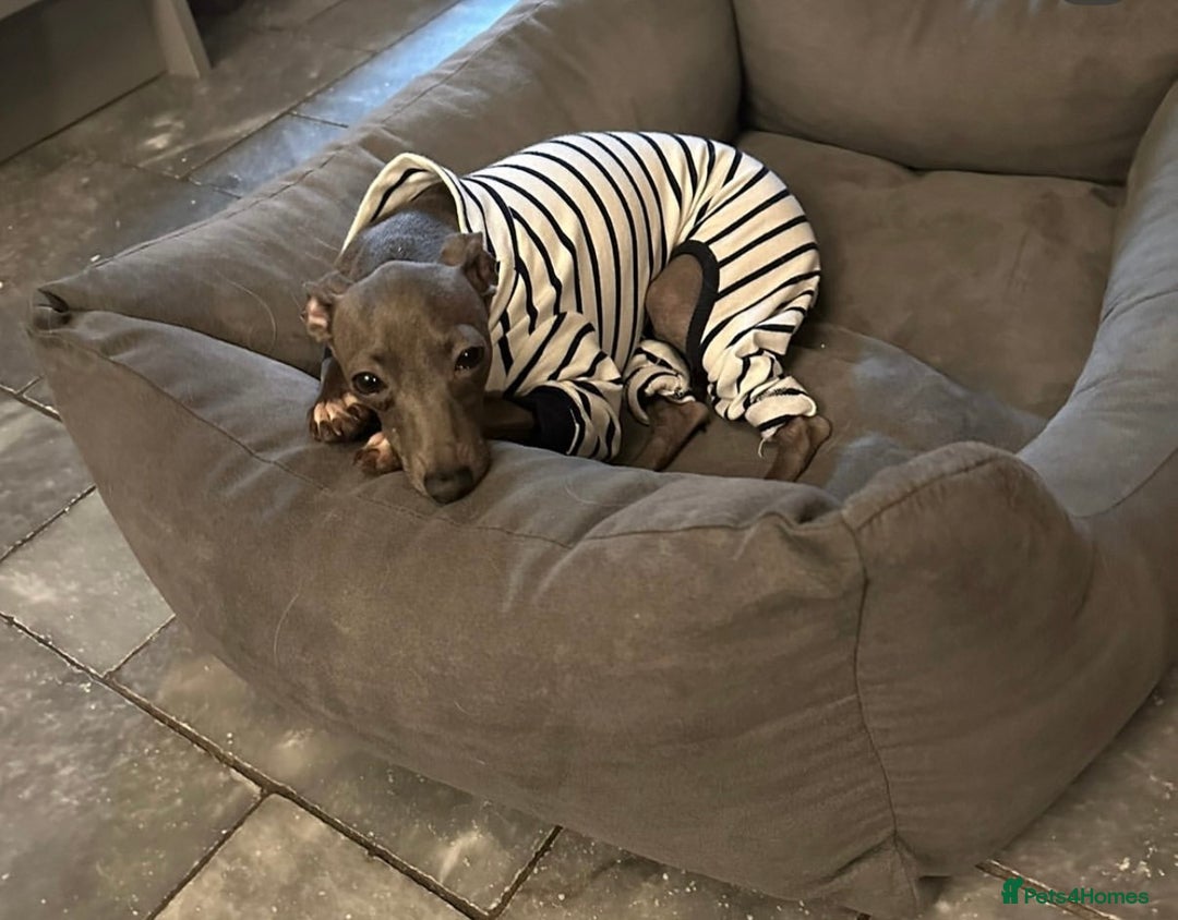 Italian Greyhound dogs for sale: 1 KC reg boy available  - Image 8