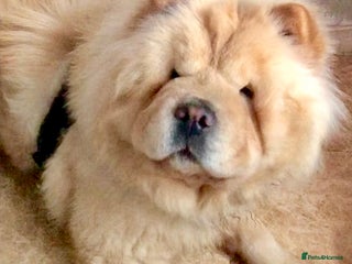 Chow Chow dogs - Advert 22