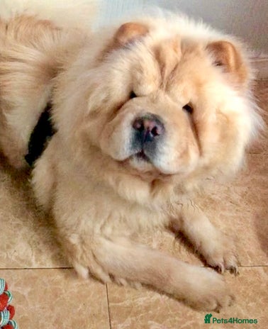 Chow Chow dogs - Advert 4