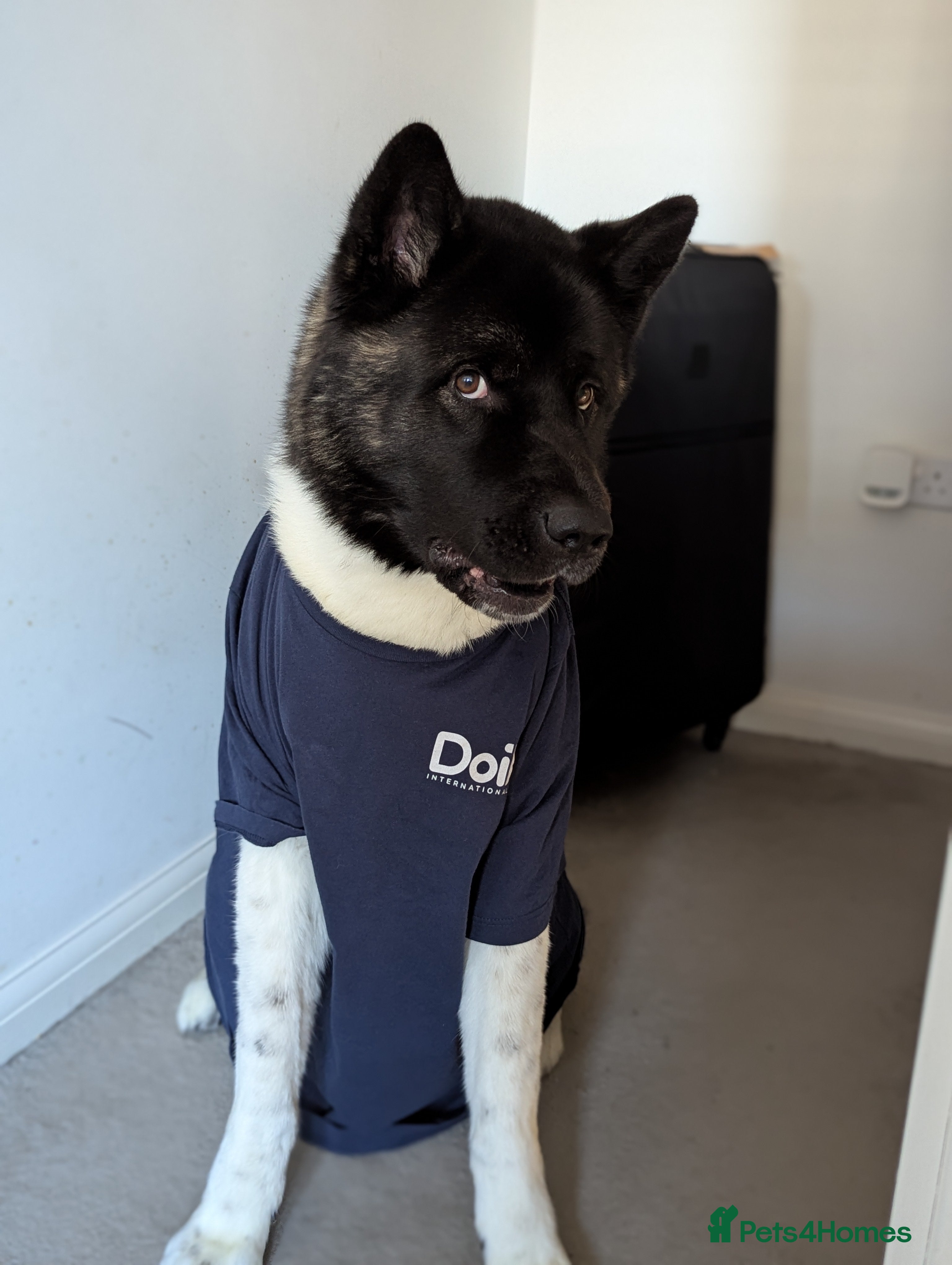 Akita dogs Zeus looking for his forever home - Advert 2