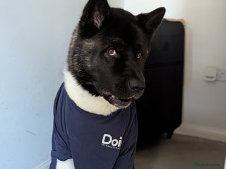 Akita dogs Zeus looking for his forever home - Advert 1