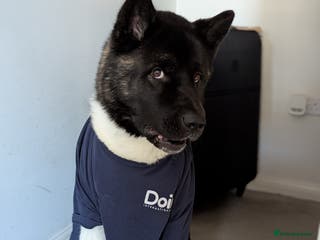 Akita dogs Zeus looking for his forever home - Advert 3