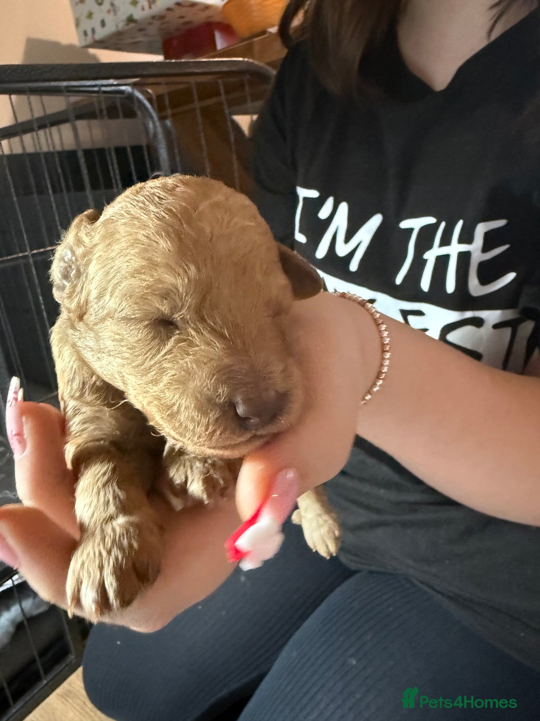 Labradoodle dogs for sale: Beautiful labradoodles  - Advert 8