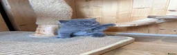 British Shorthair cats for sale: 🐾 British shorthair kitten for sale 🐾 - Advert 11