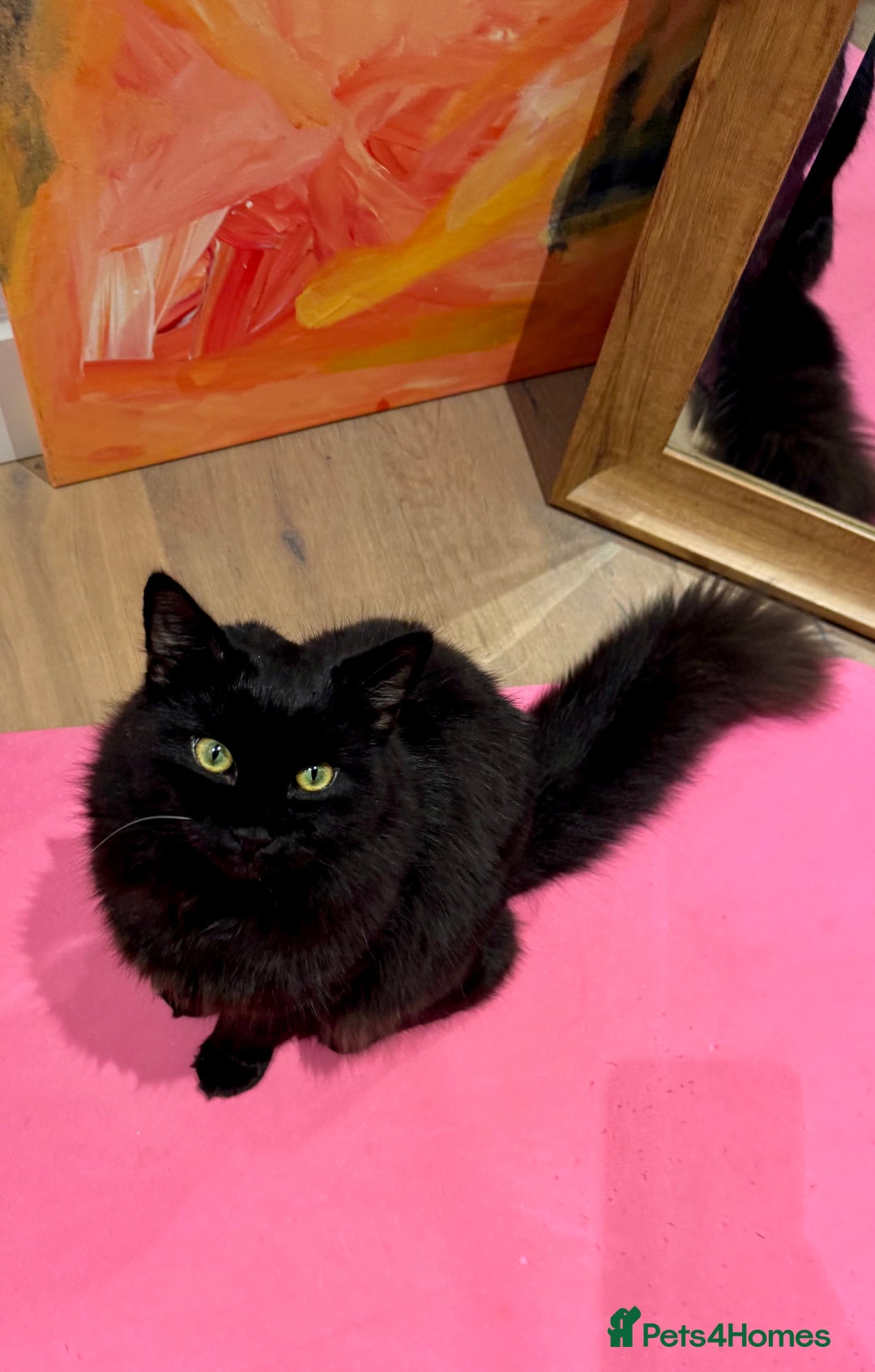 Siberian cats for sale: Affectionate Siberian-Mix Kitten (12 Months) - Advert 14