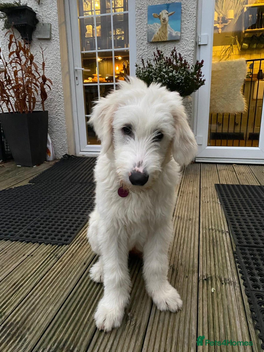 Mixed Breed dogs for adoption: 🖤MEET JOJO🖤 a Superb big Girl for a Loving Home - Advert 15