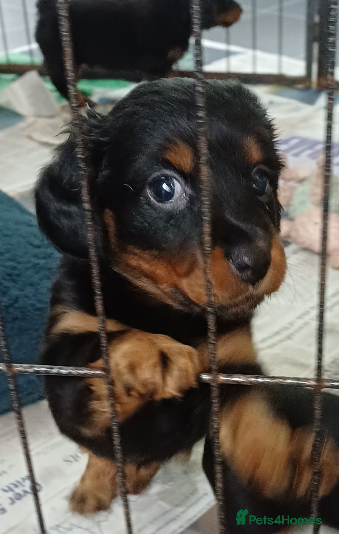 Dachshund dogs Dachshund puppies - Advert 2