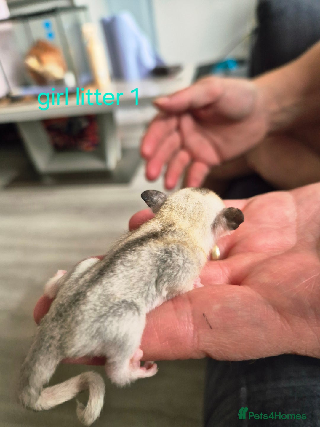 Sugar Glider rodents for sale: 4 baby sugar gliders ready 13th sept price each  - Image 27