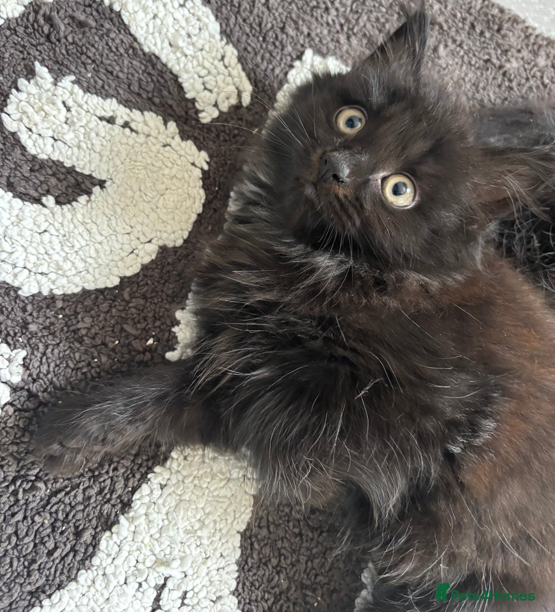 Mixed Breed cats for sale: 2 fluffy girls for sale - Image 3