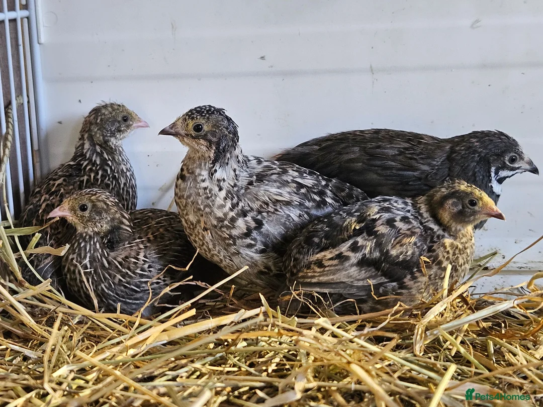 Quail poultry for sale: Chinese Painted Button Quail Groups  - Advert 23