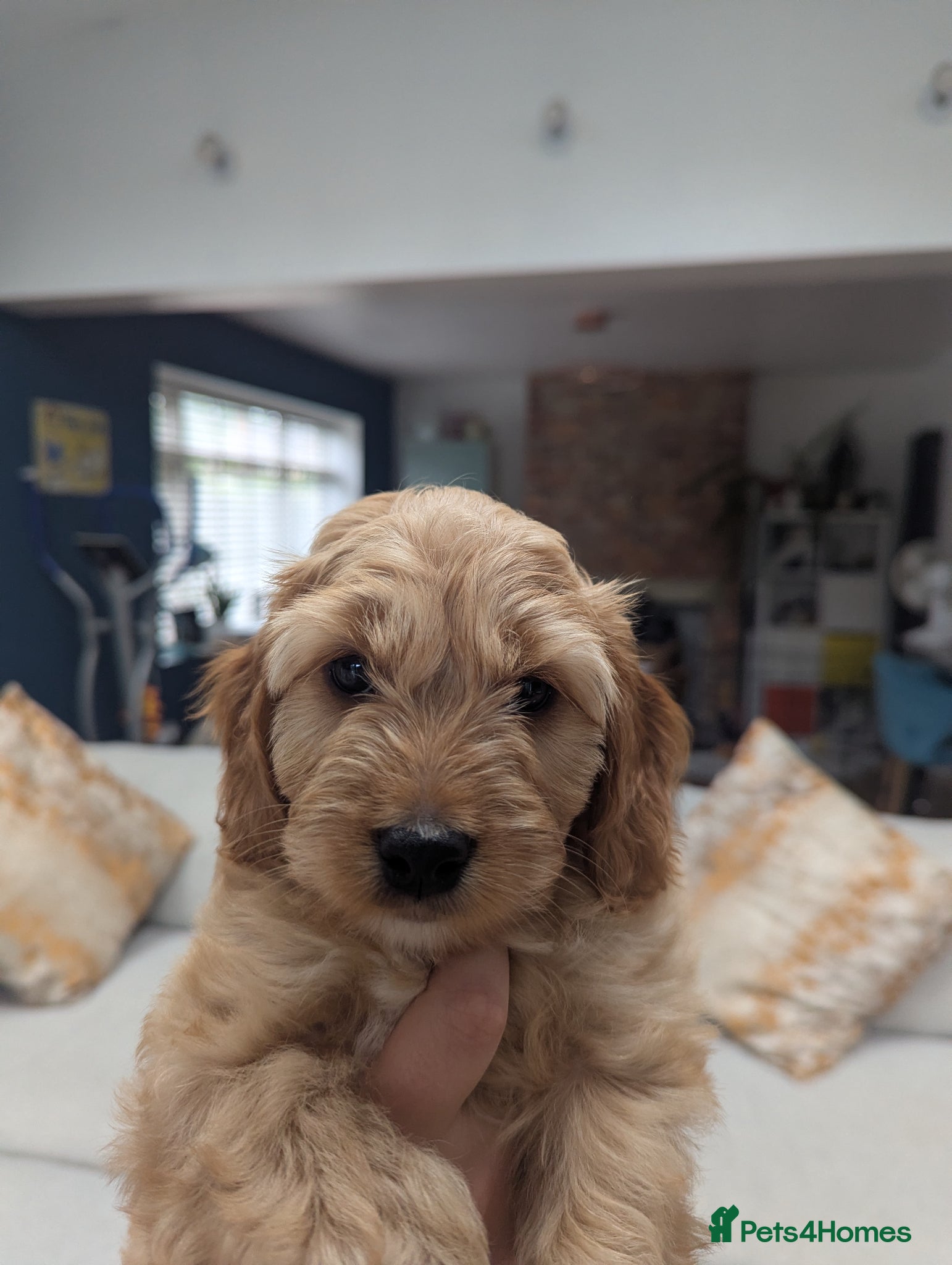 Cockapoo dogs COCKERPOO PUPPIES  - Advert 1