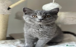 Scottish Fold cats for sale: Scottish straight boy  - Image 13