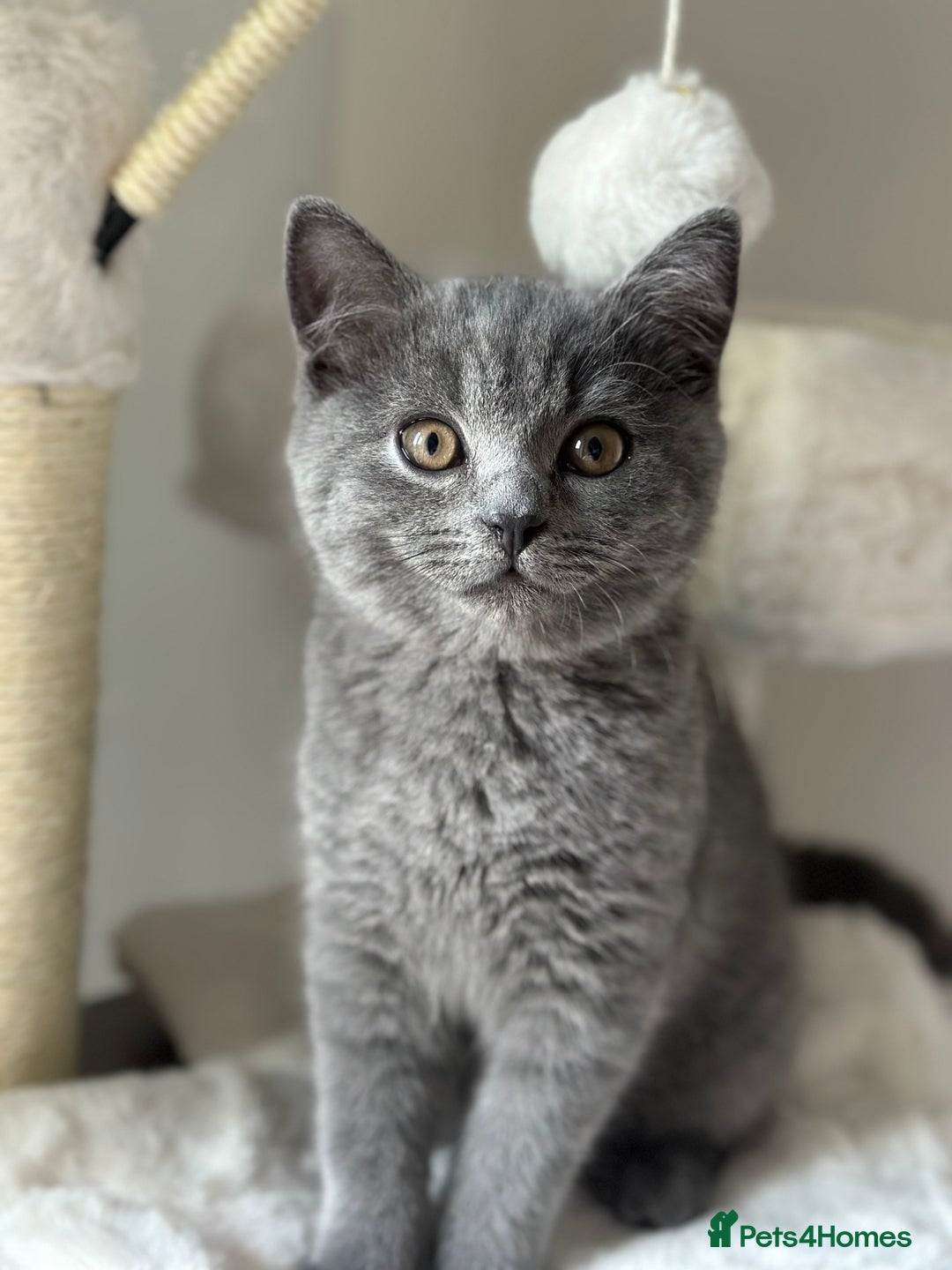 Scottish Fold cats for sale: Scottish straight boy  - Image 13