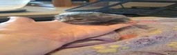 Mixed Breed cats for sale: 5 kittens  - Advert 6