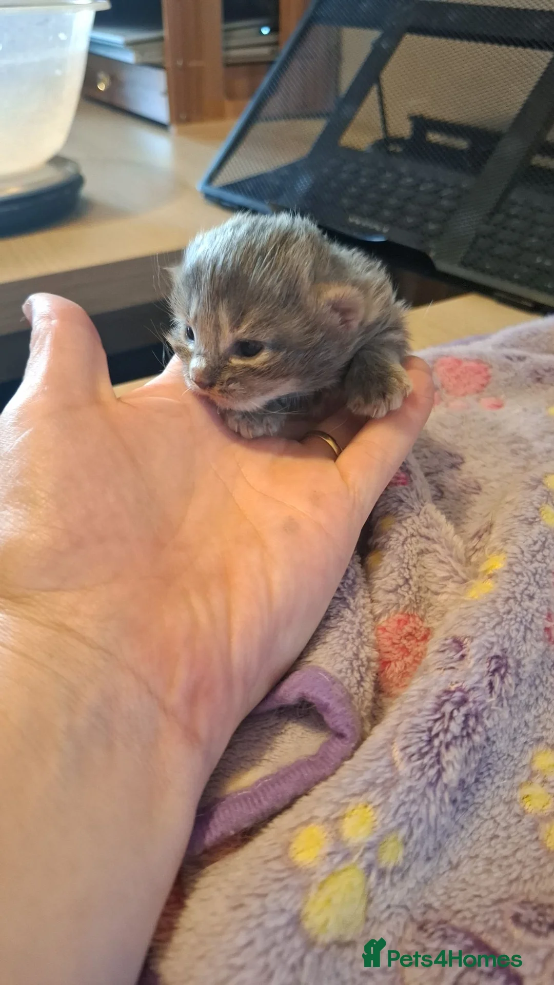 Mixed Breed cats for sale: 5 kittens  - Advert 6