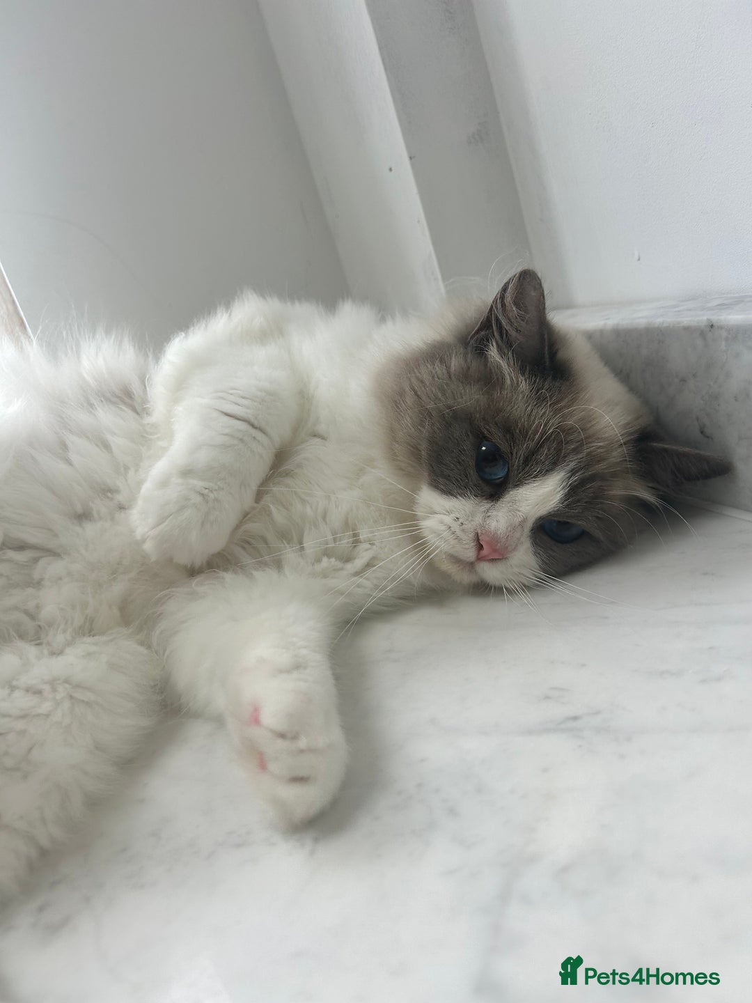 Ragdoll cats for sale: Beautiful Ragdolls Available. - Image 6