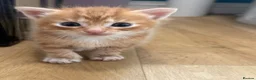 Mixed Breed cats for sale: *Beautiful mixed litter* - Advert 16