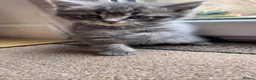 Mixed Breed cats for sale: 5 Adorable Grey & Black Kittens - Advert 9